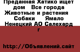 Преданная Хатико ищет дом - Все города Животные и растения » Собаки   . Ямало-Ненецкий АО,Салехард г.